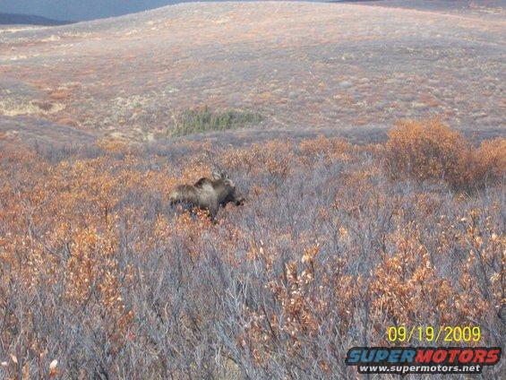 Moose walking through a field of dry brush and small trees under a hazy sky