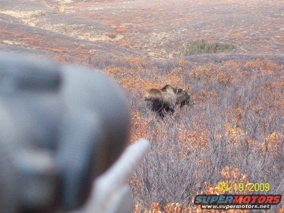 moose in brush, date stamp 09/19/2009