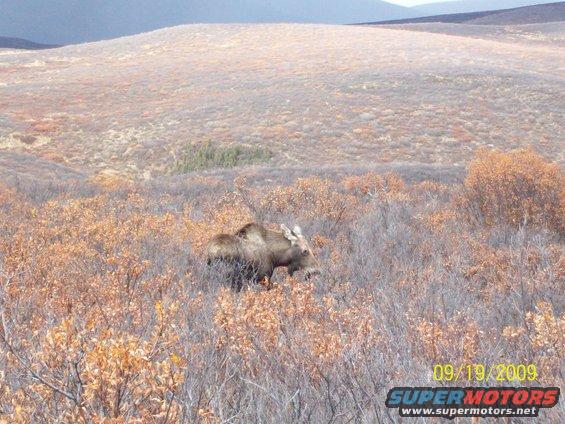 Moose in a field with autumn foliage