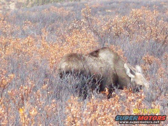 Moose grazing in a field with dry brush and autumn leaves
