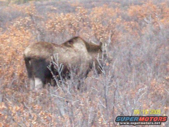 Moose standing in dry brush and trees