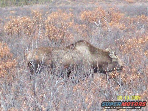 Moose grazing in dry brush with a date stamp and website URL in the lower right corner