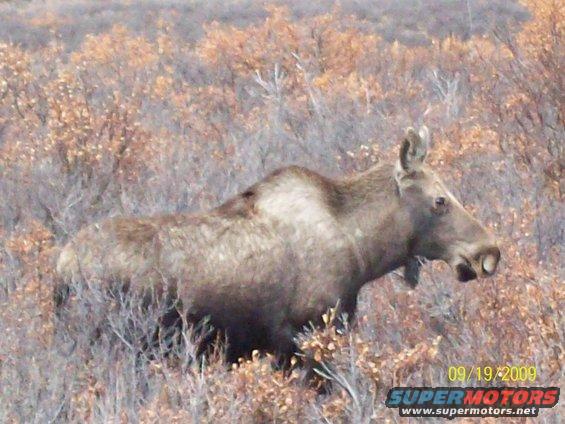 Moose in brush