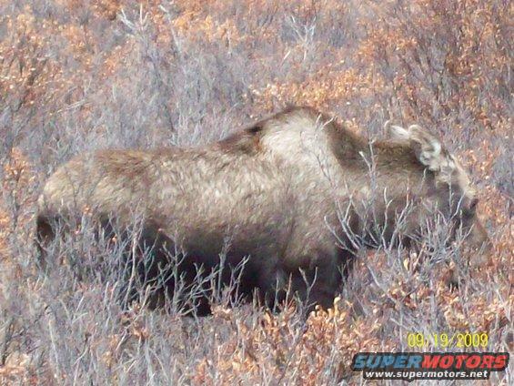 Moose walking through dry brush with a date stamp of 09/19/2009 and SuperMotors.net logo