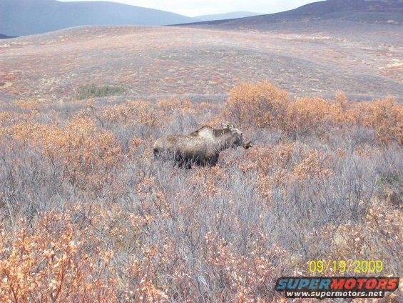 Moose walking through dry brush in a hilly, open landscape. Date stamp reads 09/19/2009