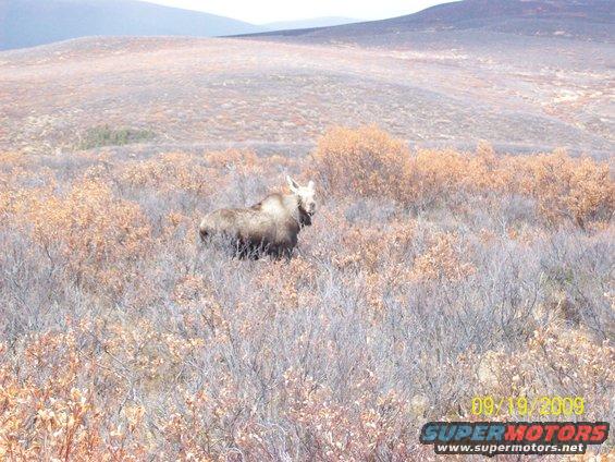 Moose standing in a field of dry brush with hills in the background