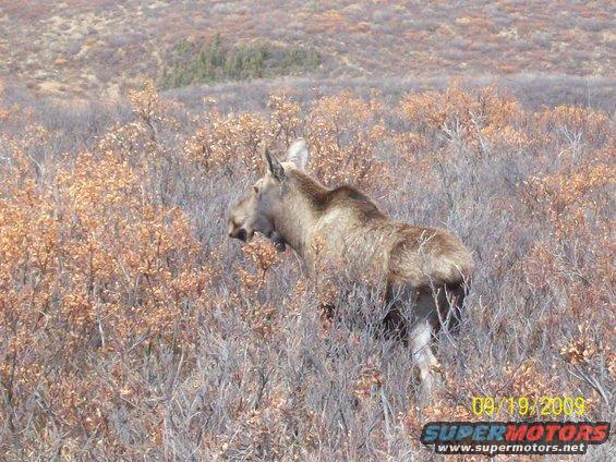 Moose in brush with date stamp 09/19/2009