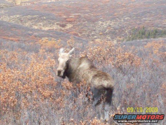 Moose standing in a field of dry, autumnal brush. Date stamp reads 09/19/2009