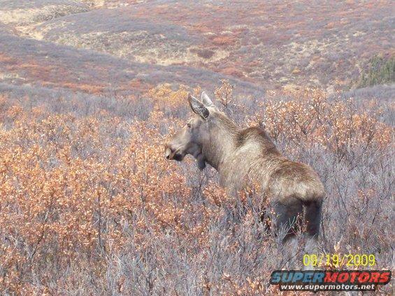 moose standing in dry brush with hills in background
