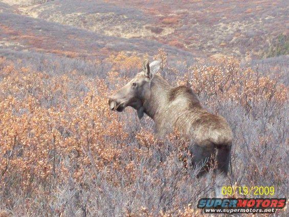 Moose standing in brushy terrain