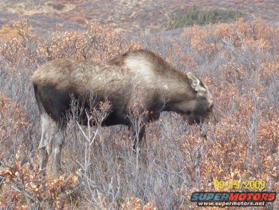 Moose grazing in brushy terrain