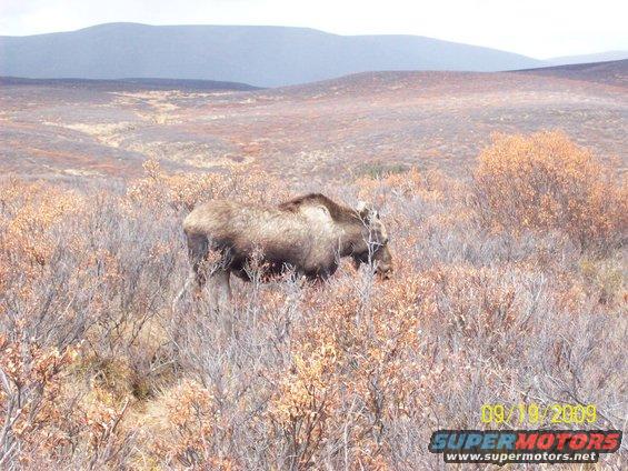 Moose grazing in a brushy field with hills in the background. Watermark reads 09/18/2009 SUPER MOTORS www.supermotors.net