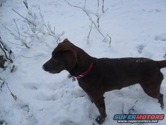 Brown dog with red collar in snow