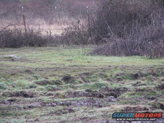 muddy field with overgrown brush and a fence line