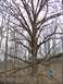 2004 Jeep Wrangler - A person stands in a wooded area beside a massive tree with bare branches.