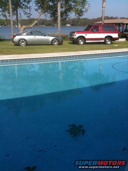 Silver coupe parked on grass next to a red and white SUV, with a swimming pool in the foreground