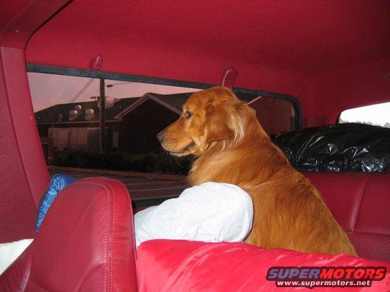 Golden retriever dog sits on red leather seats inside a vehicle