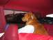 1995 Ford Bronco - A golden retriever dog looks out the window from the back seat of a vehicle.