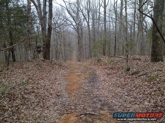 Dirt road in a forest with fallen leaves and bare trees