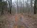 2001 BMW R1150GS ABS - A dirt road winds through a forest in autumn or early spring, with fallen leaves covering the ground.