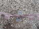 1993 Tracker Tournament - A damaged maroon trim piece with black plastic mounting brackets lies on a gravel surface.