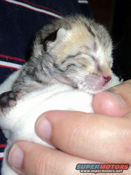 Newborn kitten wrapped in white cloth, held by a person's hand