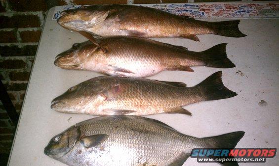 four fish laid out on a table, one with a watermark for supermotors.net