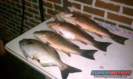 Four fish laid out on a table against a brick wall