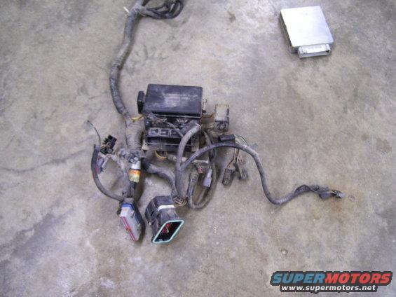 eec-and-harness.jpg 