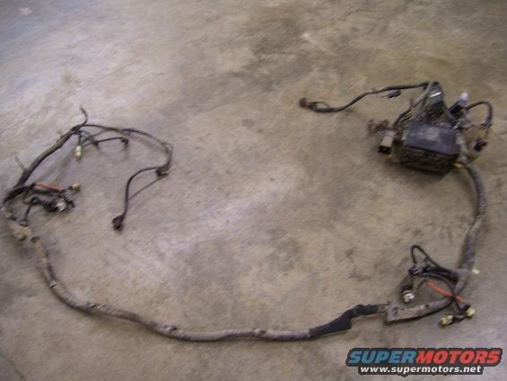 eec-and-harness-(1).jpg 