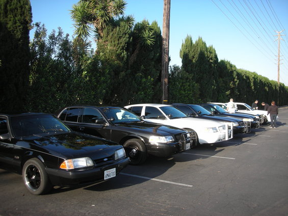 Black Mustang and several Ford Crown Victoria police cars parked in a row