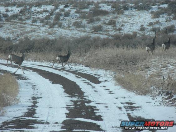 Deer running on a dirt road with patches of snow