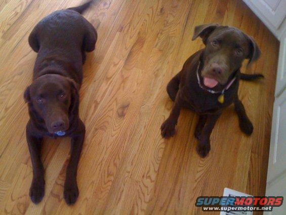 Two chocolate labrador dogs on a wooden floor. One is lying down, the other is sitting