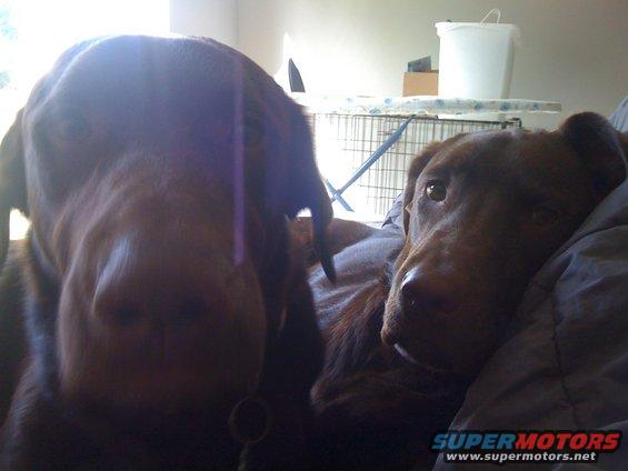 Two brown dogs resting on a bed