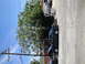 2003 Ford Taurus - A green 2003 Ford Taurus sedan is parked on a cracked asphalt surface next to a tree and utility pole.