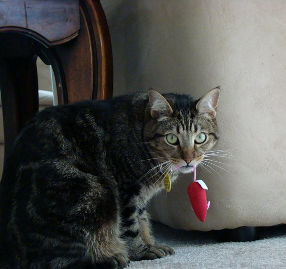 Tabby cat holding a red toy mouse in its mouth, sitting on carpet next to furniture