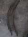 1994 Ford Bronco - Pair of used leaf springs, likely for a truck or SUV, shown on a concrete surface.