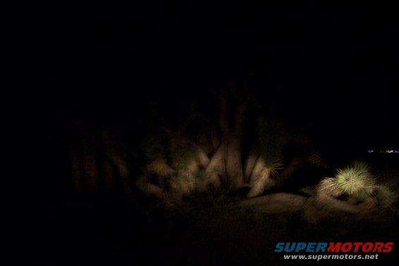 Desert landscape at night with Joshua trees and scrub brush illuminated by headlights