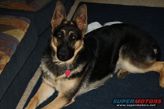 German Shepherd dog lying on a dark blue carpet next to a couch