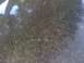1985 Ford Mustang - Close-up of dark car paint with water spots and reflections.