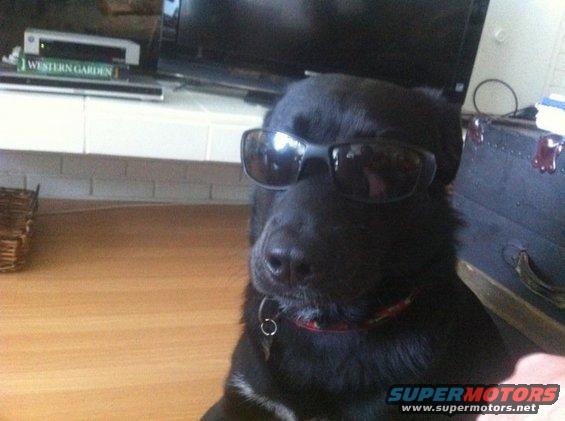 Black dog wearing sunglasses indoors, with a basket and electronics in the background