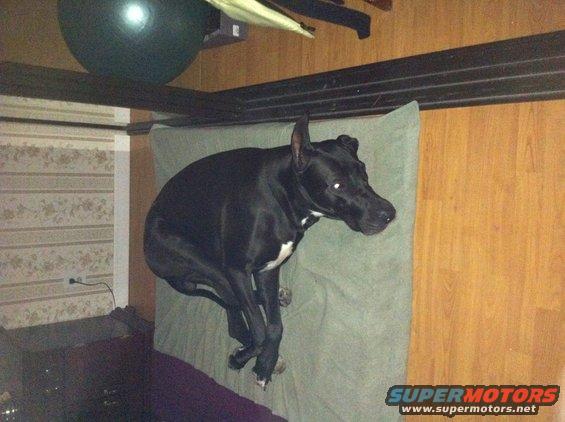 Black dog with white chest markings lies on a green mat indoors