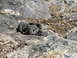 1967 Ford Mustang - A remote control rock crawler navigates a challenging rocky terrain.