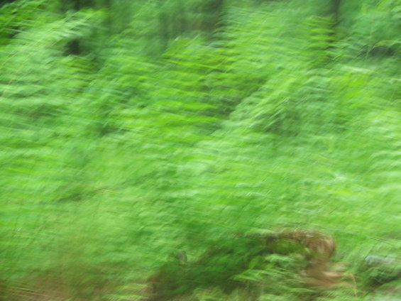 dscf2786.jpg 