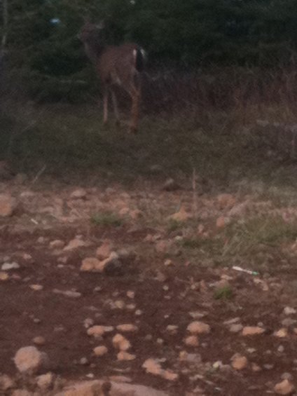 068.jpg We had a visitor show up while eating lunch, the deer hung around for another 20 minutes with us before moving on