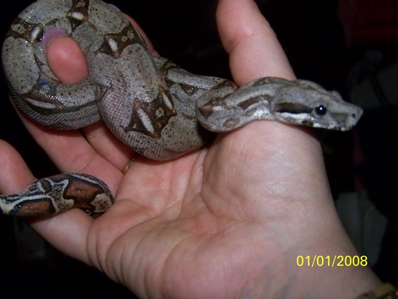 snake coiled on a person's hand
