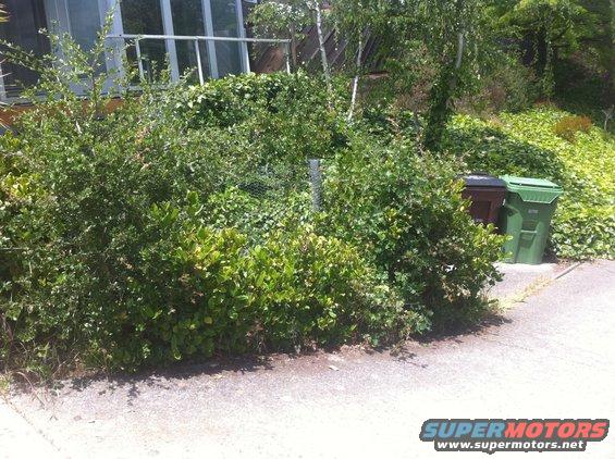 Two trash cans, one green and one brown, partially obscured by overgrown bushes and vegetation