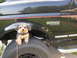 1995 Ford Bronco - Small dog sits on a large tire next to a 1995 Ford Bronco XLT.