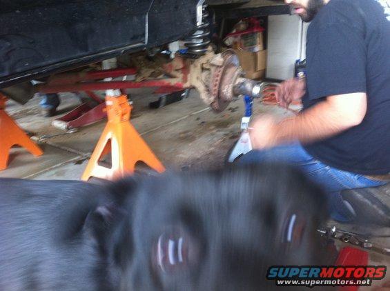 Dog in foreground, vehicle front suspension and brake assembly on jack stands, person working on it