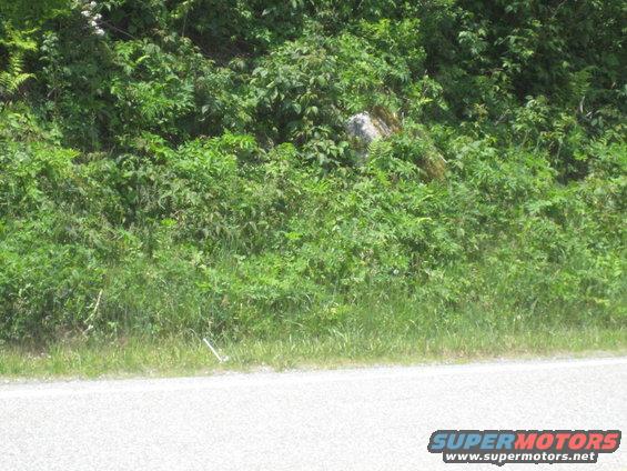 Roadside vegetation with a rock and grass, next to a paved road. "SUPERMOTORS.NET" logo visible
